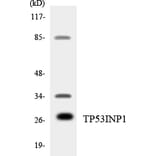 Western Blot - Anti-TP53INP1 Antibody (R12-3644) - Antibodies.com