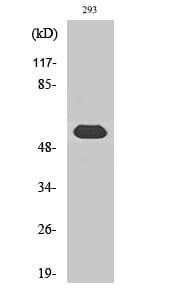 Western blot analysis of various cells using Anti-TOR1AIP1 Antibody.