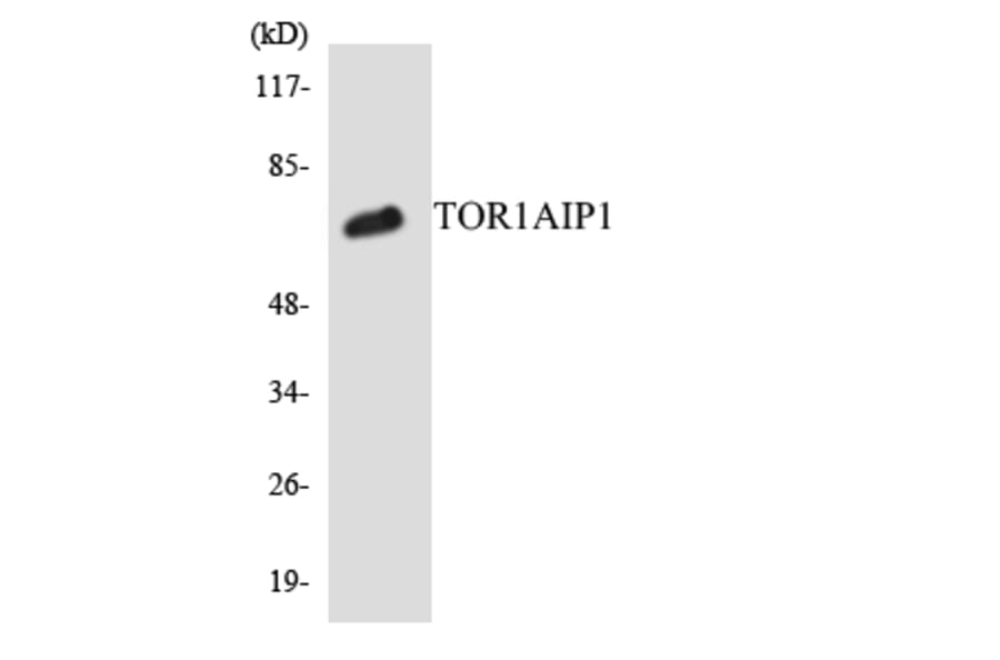 Western Blot - Anti-TOR1AIP1 Antibody (R12-3643) - Antibodies.com