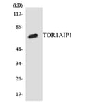 Western Blot - Anti-TOR1AIP1 Antibody (R12-3643) - Antibodies.com