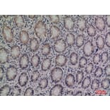 Immunohistochemistry - Anti-SERPINA4 Antibody (C30241) - Antibodies.com