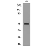 Western Blot - Anti-SERPINA3 Antibody (C30313) - Antibodies.com