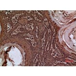 Immunohistochemistry - Anti-SERPINA3 Antibody (C30313) - Antibodies.com