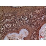 Immunohistochemistry - Anti-SERPINA3 Antibody (C30313) - Antibodies.com