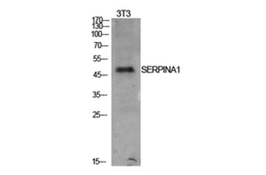 Western Blot - Anti-SERPINA1 Antibody (C30163) - Antibodies.com
