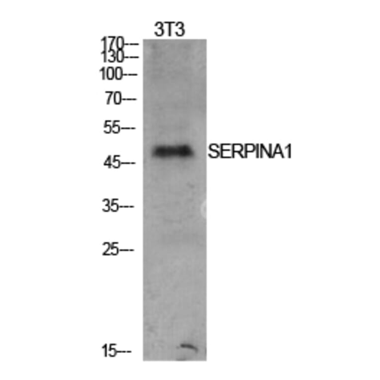 Western Blot - Anti-SERPINA1 Antibody (C30163) - Antibodies.com