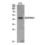 Western Blot - Anti-SERPINA1 Antibody (C30163) - Antibodies.com