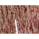 Immunohistochemistry - Anti-SERPINA1 Antibody (C30163) - Antibodies.com