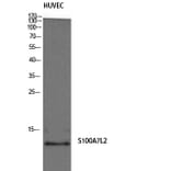 Western Blot - Anti-S100A7L2 Antibody (C18052) - Antibodies.com