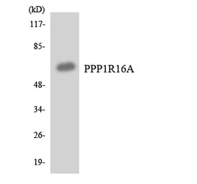 Western Blot - Anti-PPP1R16A Antibody (R12-3348) - Antibodies.com