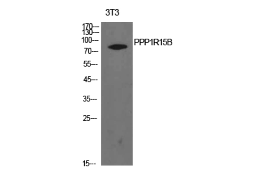 Western Blot - Anti-PPP1R15B Antibody (C30267) - Antibodies.com
