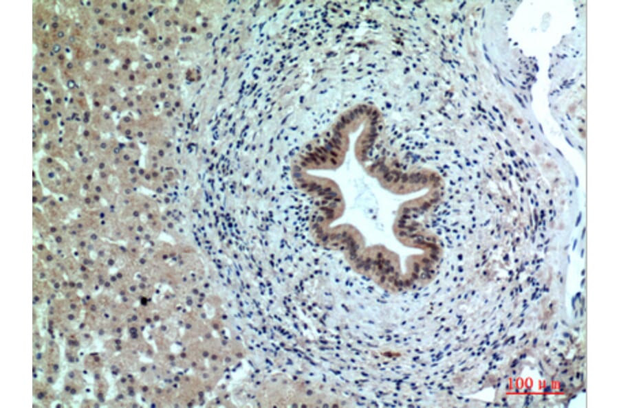 Immunohistochemistry - Anti-PPP1R15B Antibody (C30267) - Antibodies.com