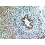 Immunohistochemistry - Anti-PPP1R15B Antibody (C30267) - Antibodies.com