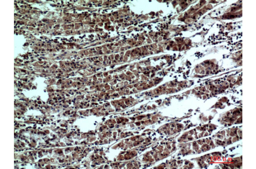 Immunohistochemistry - Anti-PPP1R15B Antibody (C30267) - Antibodies.com