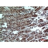 Immunohistochemistry - Anti-PPP1R15B Antibody (C30267) - Antibodies.com