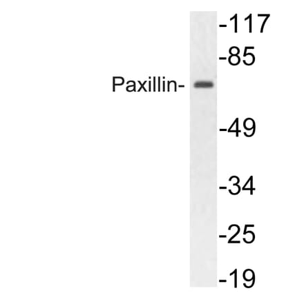 Western Blot - Anti-Paxillin Antibody (R12-2296) - Antibodies.com