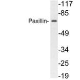 Western Blot - Anti-Paxillin Antibody (R12-2296) - Antibodies.com