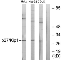 Western Blot - Anti-p27 Kip1 Antibody (B0965) - Antibodies.com