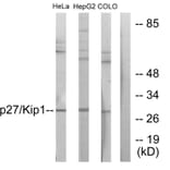 Western Blot - Anti-p27 Kip1 Antibody (B0965) - Antibodies.com