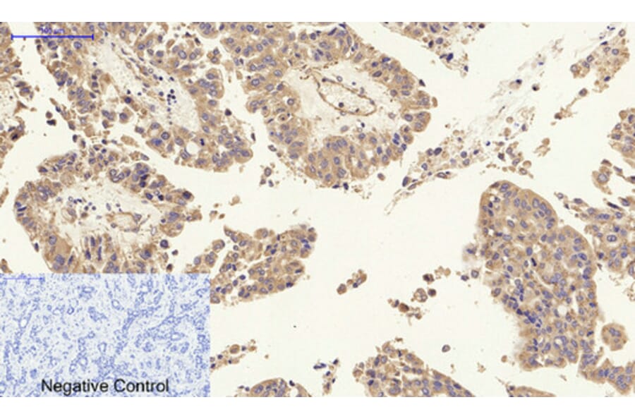 Immunohistochemistry - Anti-p27 Kip1 Antibody (B0965) - Antibodies.com