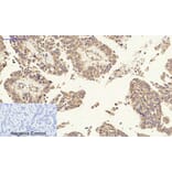 Immunohistochemistry - Anti-p27 Kip1 Antibody (B0965) - Antibodies.com