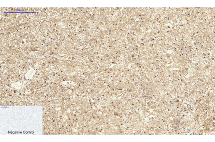 Immunohistochemistry - Anti-p27 Kip1 Antibody (B0965) - Antibodies.com