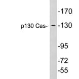 Western Blot - Anti-p130 Cas Antibody (R12-2284) - Antibodies.com