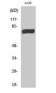 Western blot analysis of various cells using Anti-MPHOSPH9 Antibody.