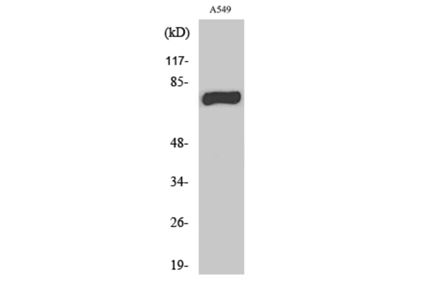 Western Blot - Anti-MPHOSPH9 Antibody (C16703) - Antibodies.com