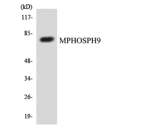 Western Blot - Anti-MPHOSPH9 Antibody (R12-3028) - Antibodies.com