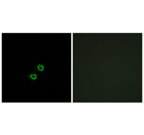 Immunofluorescence - Anti-KIR2DL5B Antibody (C16427) - Antibodies.com
