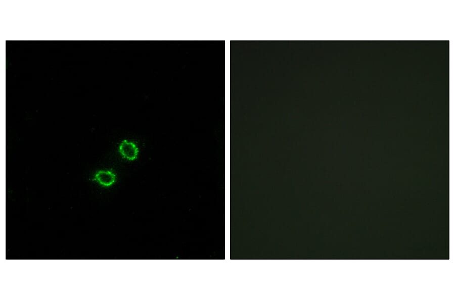 Immunofluorescence - Anti-KIR2DL5B Antibody (C16427) - Antibodies.com