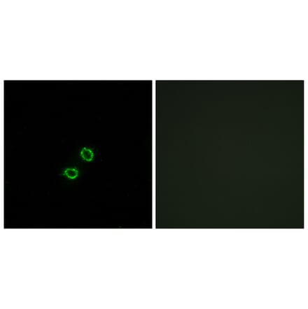 Immunofluorescence - Anti-KIR2DL5B Antibody (C16427) - Antibodies.com