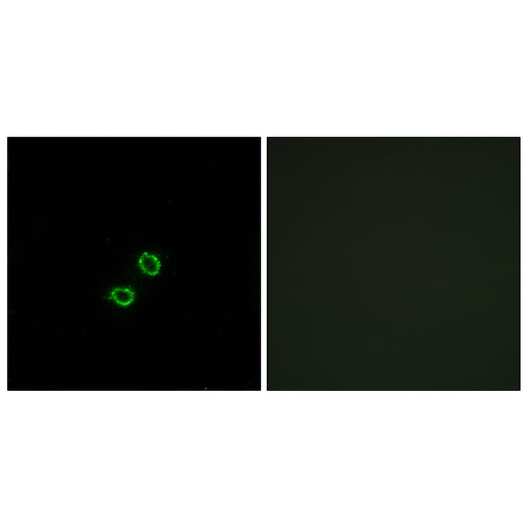 Immunofluorescence - Anti-KIR2DL5B Antibody (C16427) - Antibodies.com