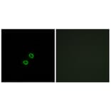 Immunofluorescence - Anti-KIR2DL5B Antibody (C16427) - Antibodies.com