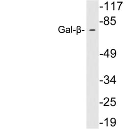 Western Blot - Anti-Gal-beta Antibody (R12-2153) - Antibodies.com