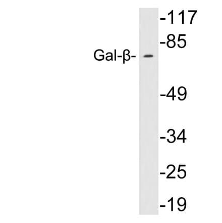 Western Blot - Anti-Gal-beta Antibody (R12-2153) - Antibodies.com