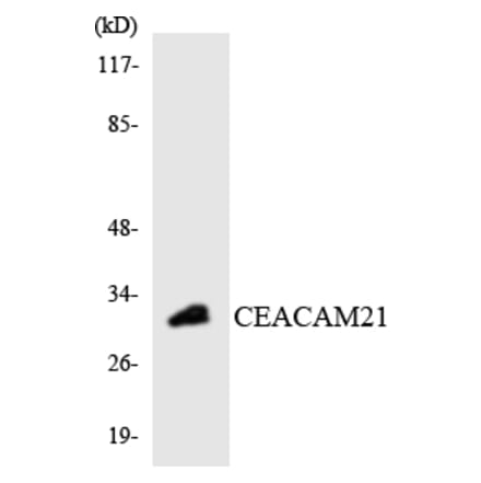 Western Blot - Anti-CEACAM21 Antibody (R12-2610) - Antibodies.com