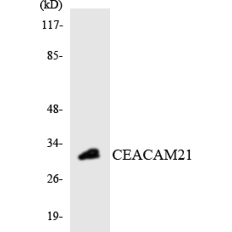 Western Blot - Anti-CEACAM21 Antibody (R12-2610) - Antibodies.com