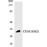 Western Blot - Anti-CEACAM21 Antibody (R12-2610) - Antibodies.com