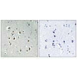 Immunohistochemistry - Anti-CCNB1IP1 Antibody (C15533) - Antibodies.com