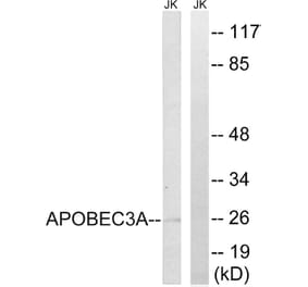 Western Blot - Anti-APOBEC3A Antibody (C17869) - Antibodies.com