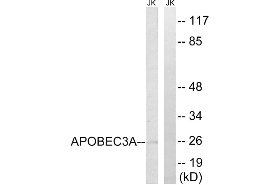 Western Blot - Anti-APOBEC3A Antibody (C17869) - Antibodies.com