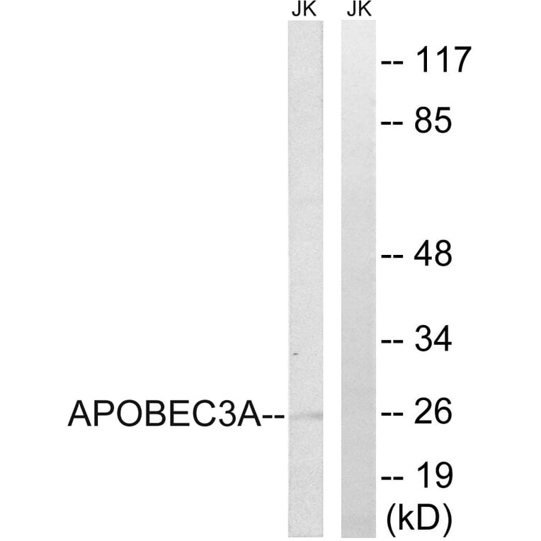 Western Blot - Anti-APOBEC3A Antibody (C17869) - Antibodies.com