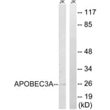 Western Blot - Anti-APOBEC3A Antibody (C17869) - Antibodies.com