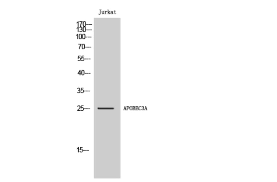 Western Blot - Anti-APOBEC3A Antibody (C17869) - Antibodies.com