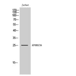 Western Blot - Anti-APOBEC3A Antibody (C17869) - Antibodies.com