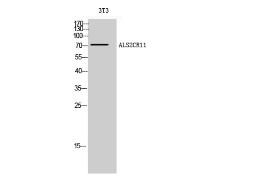 Western Blot - Anti-ALS2CR11 Antibody (C14459) - Antibodies.com