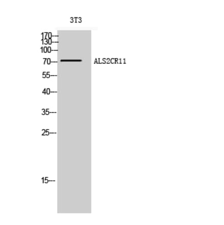 Western Blot - Anti-ALS2CR11 Antibody (C14459) - Antibodies.com