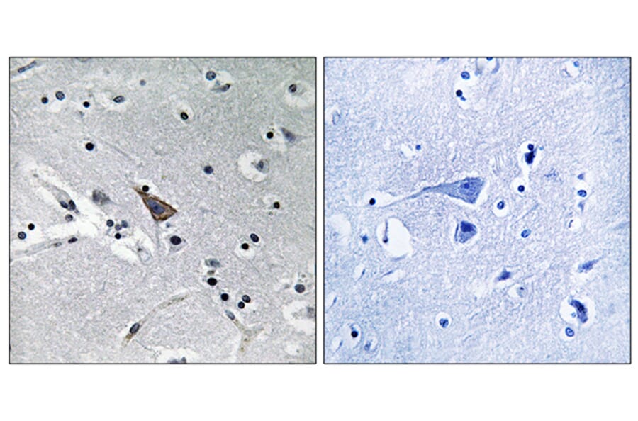 Immunohistochemistry - Anti-SLC6A16 Antibody (C17576) - Antibodies.com